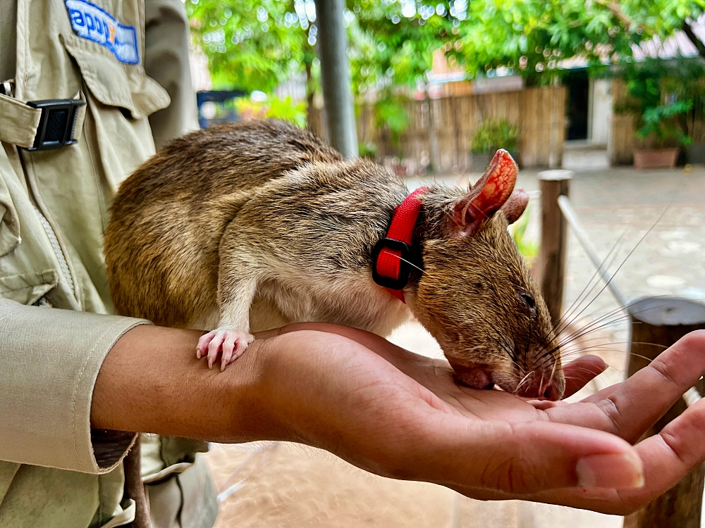 Apopo herorats