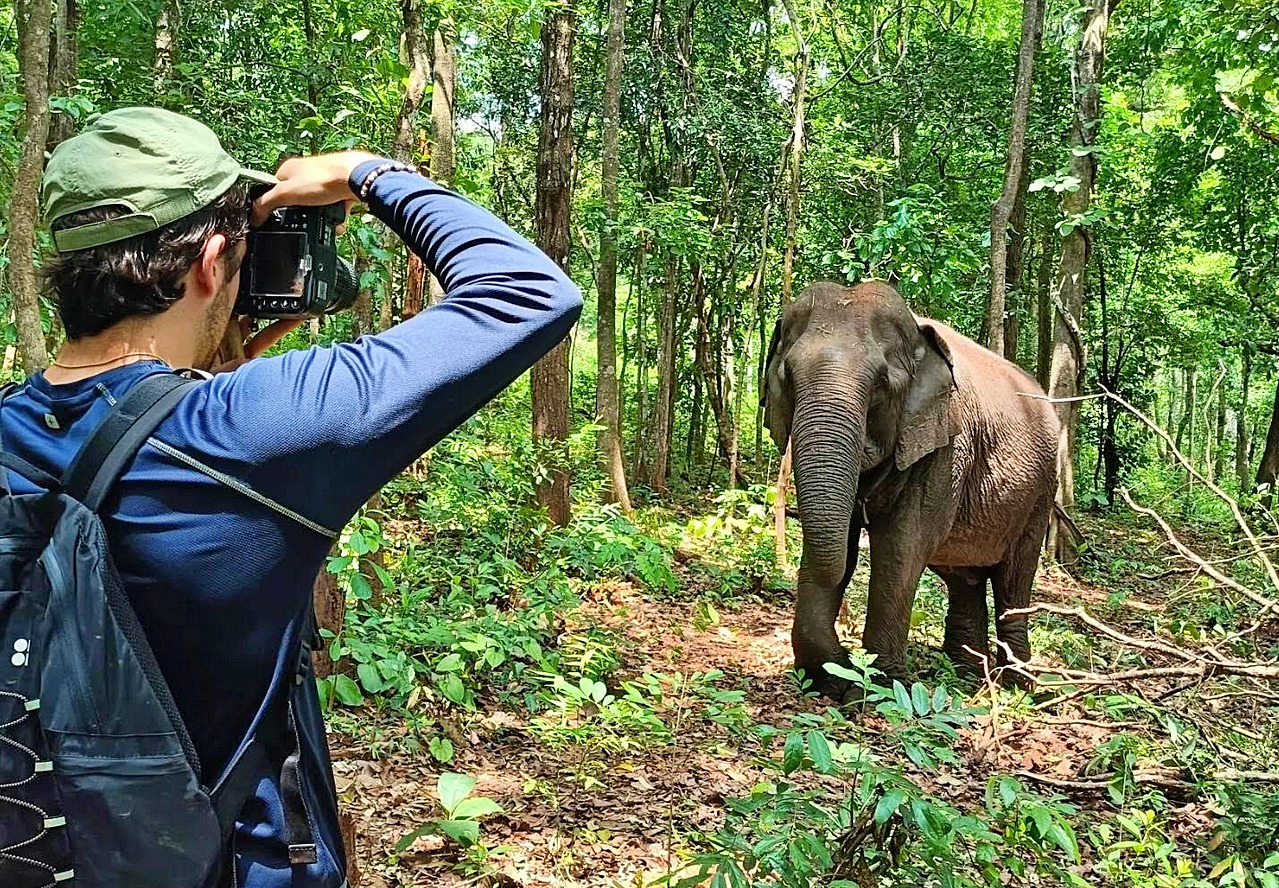 Elephants in Mondulkiri
